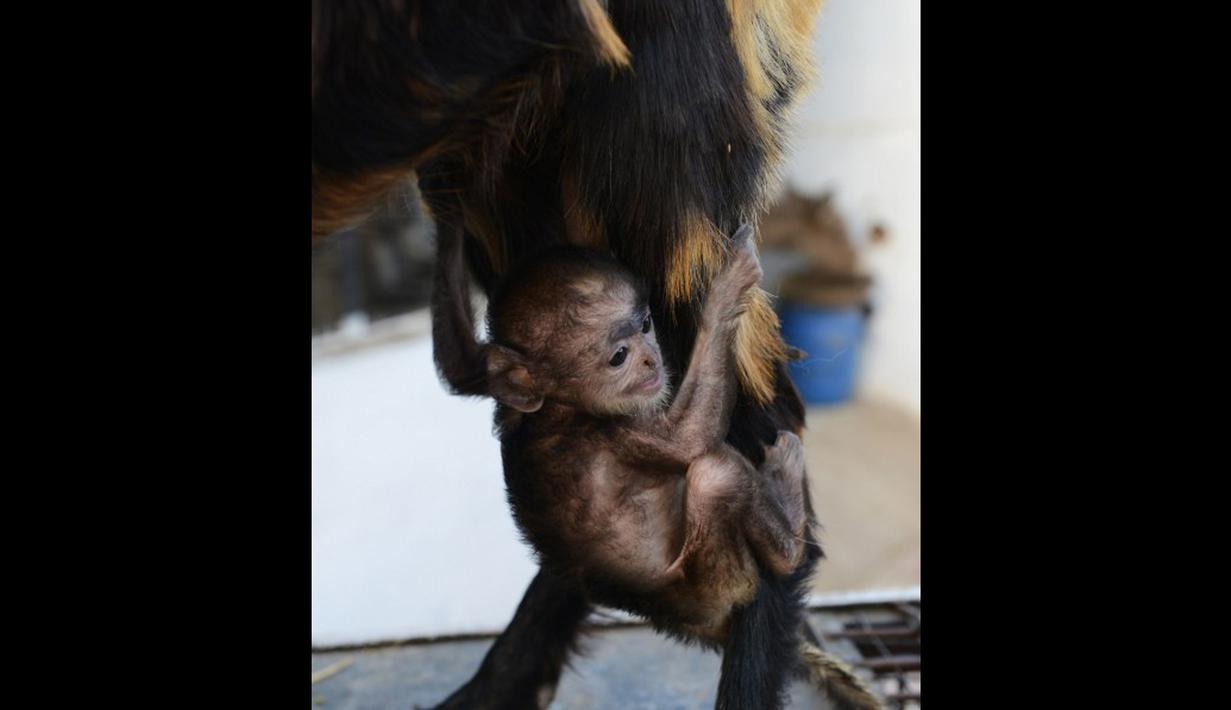  FOTO Bayi Monyet  Menyusu ke Kambing Foto Liputan6 com